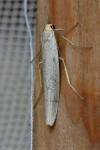 Eilema caniola