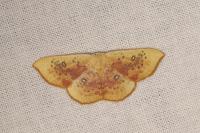 Cyclophora lennigiaria