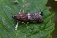 Acrobasis marmorea