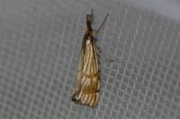 Chrysocrambus linetella
