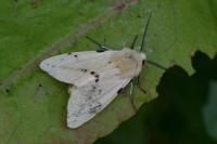 Spilarctia lutea