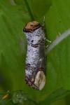 Phalera bucephala