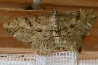 Peribatodes rhomboidaria rhomboidaria