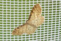 Idaea fuscovenosa