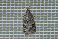 Scoparia basistrigalis