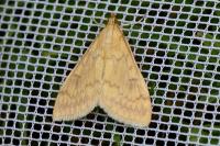 Ostrinia nubilalis