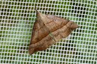 Hypena proboscidalis