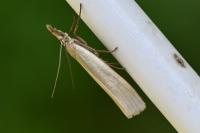 Crambus perlellus