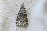 Eudonia mercurella