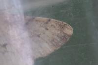 Peribatodes rhomboidaria rhomboidaria