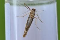 Eilema caniola