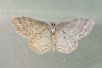 Idaea fuscovenosa