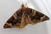 Eulithis prunata