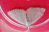 Perizoma albulata