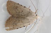 Caradrina clavipalpis
