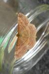 Scopula rubiginata