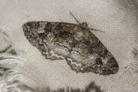 Alcis repandata