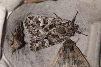 Pachetra sagittigera