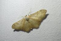 Idaea aversata