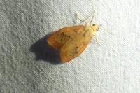 Miltochrista miniata