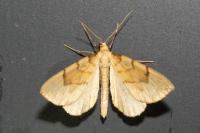 Gandaritis pyraliata
