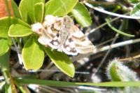 Heliothis ononis