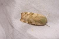 Noctua fimbriata/tirrenica