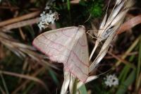 Rhodostrophia vibicaria