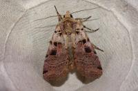 Xestia triangulum