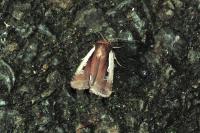 Ochropleura plecta