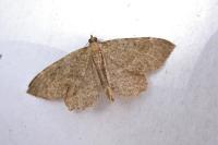 Philereme vetulata