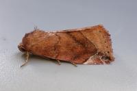 Cosmia pyralina