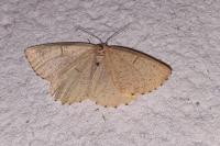Angerona prunaria