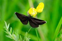 Odezia atrata