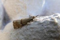 Chrysocrambus linetella