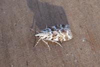 Scoparia pyralella