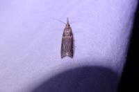 Etiella zinckenella