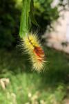 Acronicta aceris