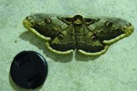 Saturnia pyri