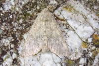 Apamea platinea