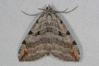 Aplocera plagiata