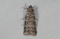 Dioryctria abietella