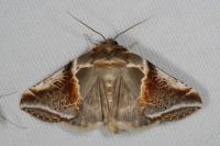 Habrosyne pyritoides