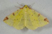Opisthograptis luteolata