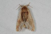 Ptilodon cucullina