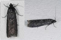 Pyla fusca