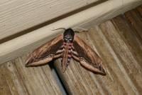 Sphinx ligustri