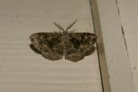 Cleorodes lichenaria