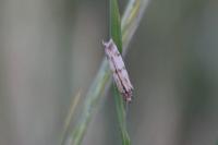 Homoeosoma sinuella
