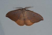 Watsonalla uncinula